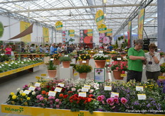 In het pand van Kebol hadden Volmary en Benary er gezamenlijk weer een kleurrijke bedoening van gemaakt.